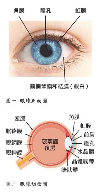 簡單:owaf-n2w3qq= 眼睛|眼睛的構造結構名稱詳細說明